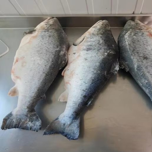 Frozen Atlantic Salmon HG Chile Origin