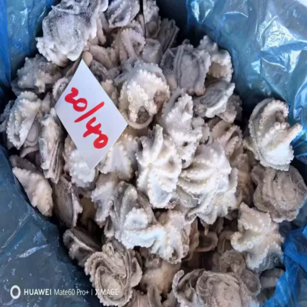 Frozen Baby Octopus