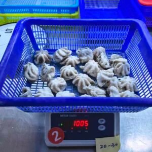 Frozen Baby Octopus Whole Round Gutted