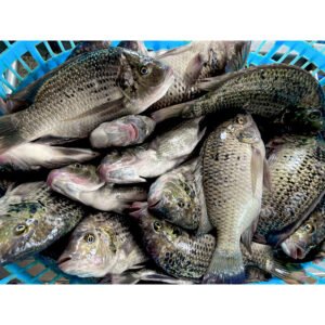 Frozen Big Tilapia Sale 500 800g