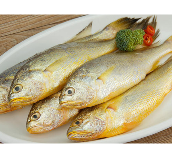 Frozen Big Yellow Croaker Large Yellow