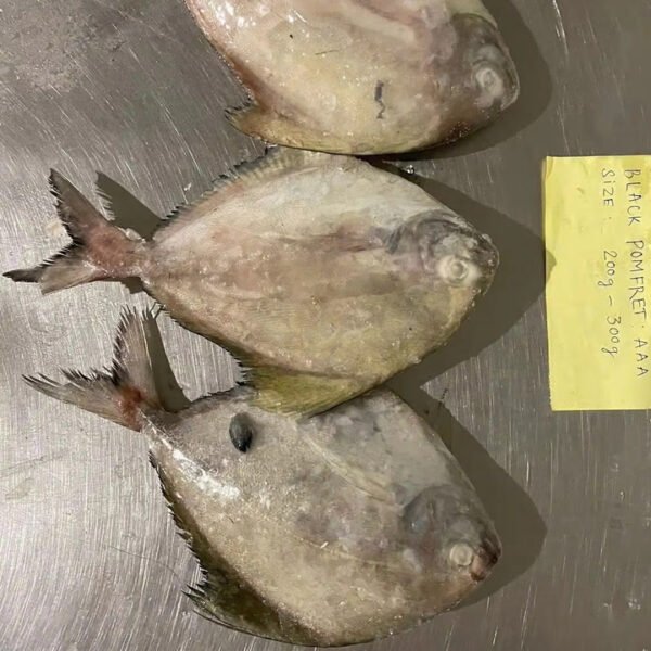 Frozen Black Pomfret Whole Round High