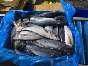 Frozen Black Squid Origin China