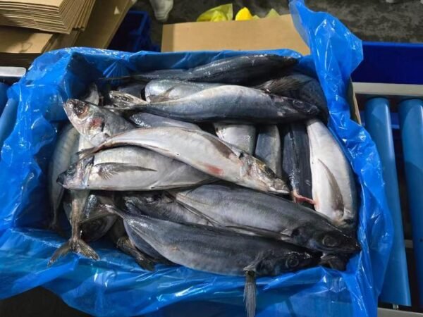 Frozen Black Squid Origin China Frozen Black Squid Origin China