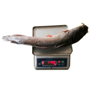 Frozen Black Tilapia Fish Whole Round