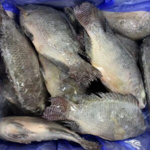 Frozen Black Tilapia Whole Round 300