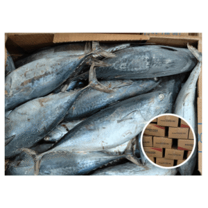 Frozen Bonito Fish Multiple Sizes Whole