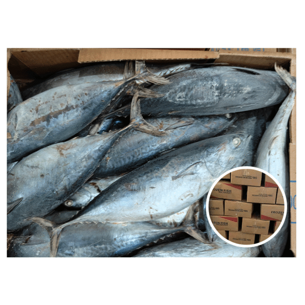 Frozen Bonito Fish Multiple Sizes Whole
