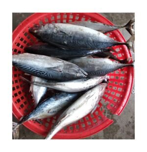 Frozen Bonito Fish Whole Block Vacuum