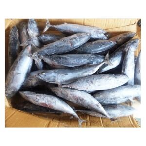 Frozen Bonito Fish Whole Round Bonito