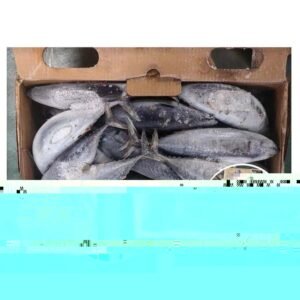 Frozen Bonito Frigate Bullet Tuna 200