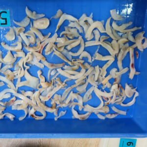 Frozen Broken Squid Ring High Quality
