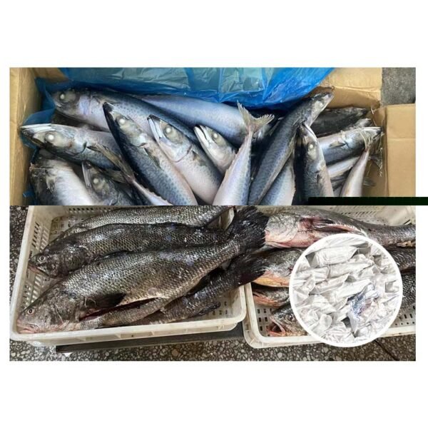 Frozen Brown Croaker 5 8kg 100