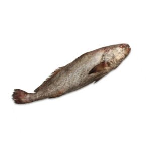 Frozen Brown Croaker Gutted Wild Caught