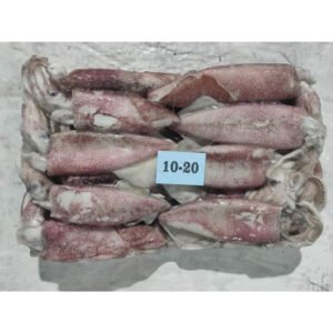 Frozen Calimari Squid Frozen Squid Calamari