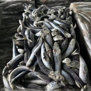Frozen Canned Sardine Fresh Frozen Whole