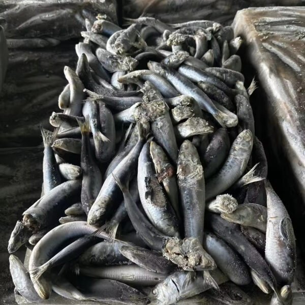 Frozen Canned Sardine Fresh Frozen Whole