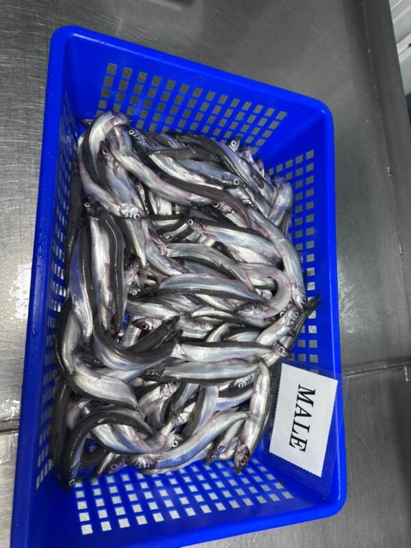 Frozen Capelin Fish Frozen Capelin Fish
