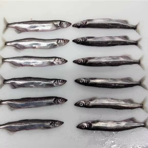 Frozen Capelin Fish