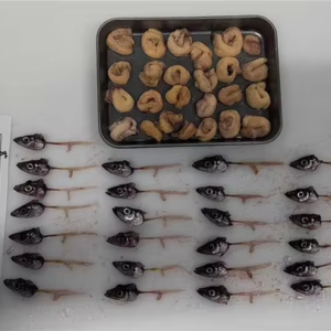 Frozen Capelin Fish Shishamo Capelin