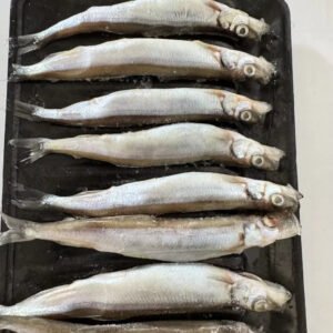 Frozen Capelin Fish Shishamo High Quality