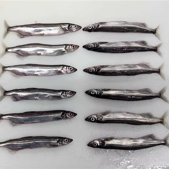 Frozen Capelin Fish Frozen Capelin Fish
