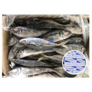 Frozen Carapau Horse Mackerel