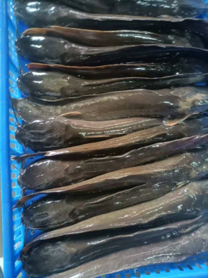 Frozen Catfish Whole Round