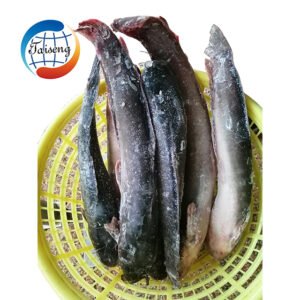 Frozen Catfish Whole Round Fresh Seafood
