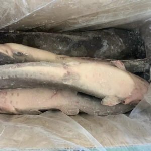 Frozen Catfish Wholesale at Affordable Price
