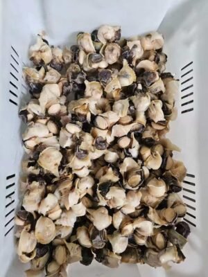 Frozen Conch Meat
