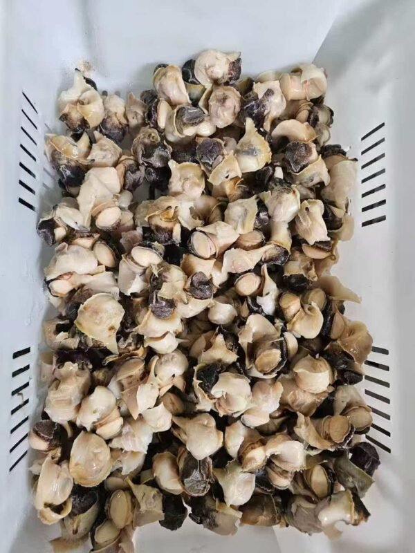 Frozen Conch Meat