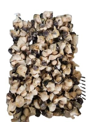 Frozen Conch Meat High Quality and