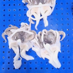 Frozen Cuttlefish Tentacle Open Cut