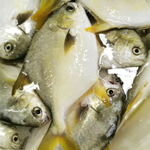 Frozen Farming Fish Pomfret Golden Pompano