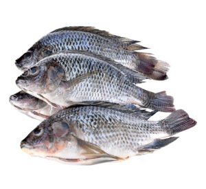 Frozen Fish Gs Tilapia Fishes Gutted