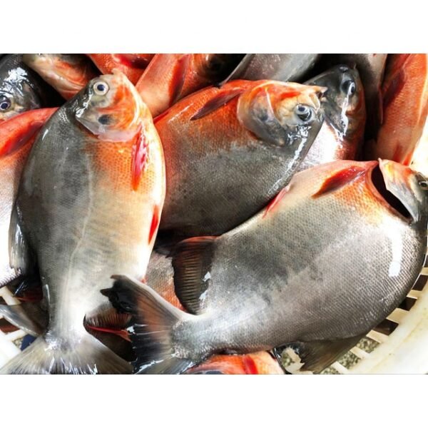 Frozen Fish Red Tilapia Whole Round Frozen Fish Red Tilapia Whole Round