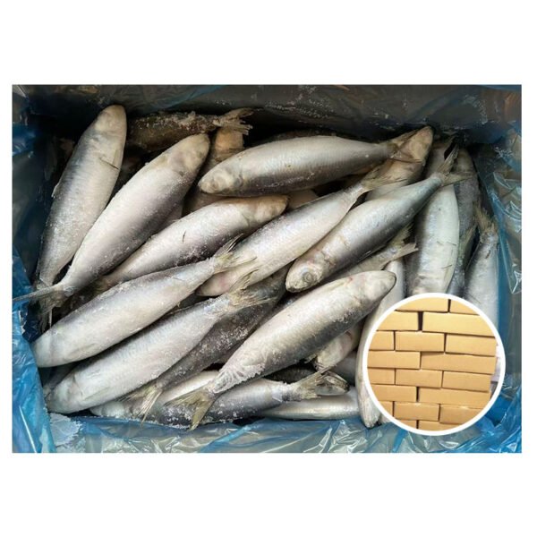 Frozen Fish Sardine 60 80 Chinese