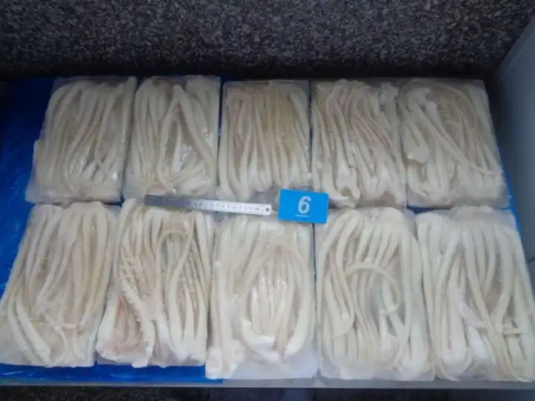Frozen Giant Squid Tentacle