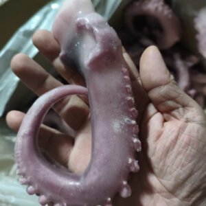 Frozen Giant Squid Tentacle Hot Sale