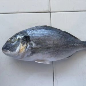 Frozen Gilthead Seabream Farmed Seabream Fish
