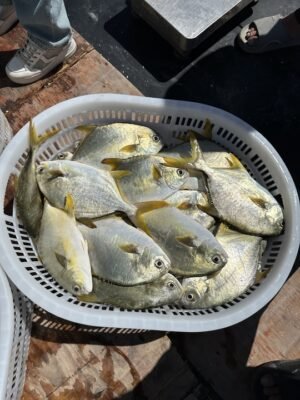 Frozen Golden Pomfret 300 400g 400