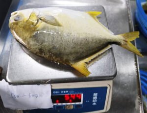 Frozen Golden Pompano Pomfret Fish 10kg