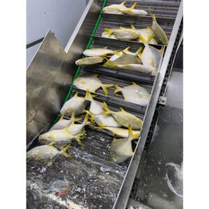 Frozen Golden Pompano Whole Round Fish