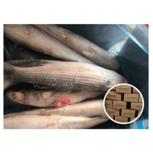Frozen Grey Mullet 7 8pcs 10kg