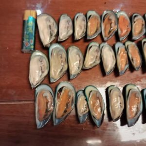 Frozen Half Shell Green Mussel