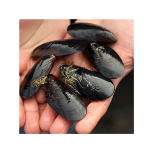 Frozen Half Shell Mussel