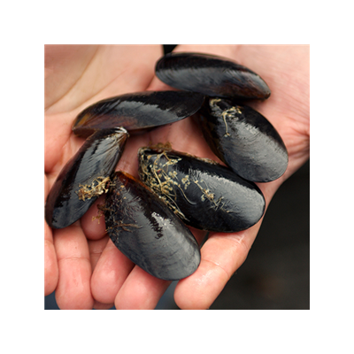 Frozen Half Shell Mussel
