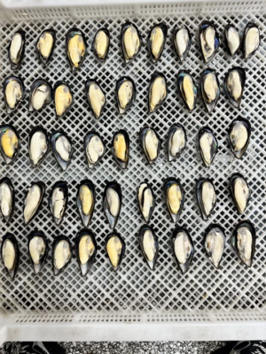 Frozen Half Shell Mussels Cooked Cleaned