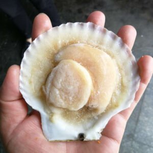Frozen Half Shell Sea Scallop with